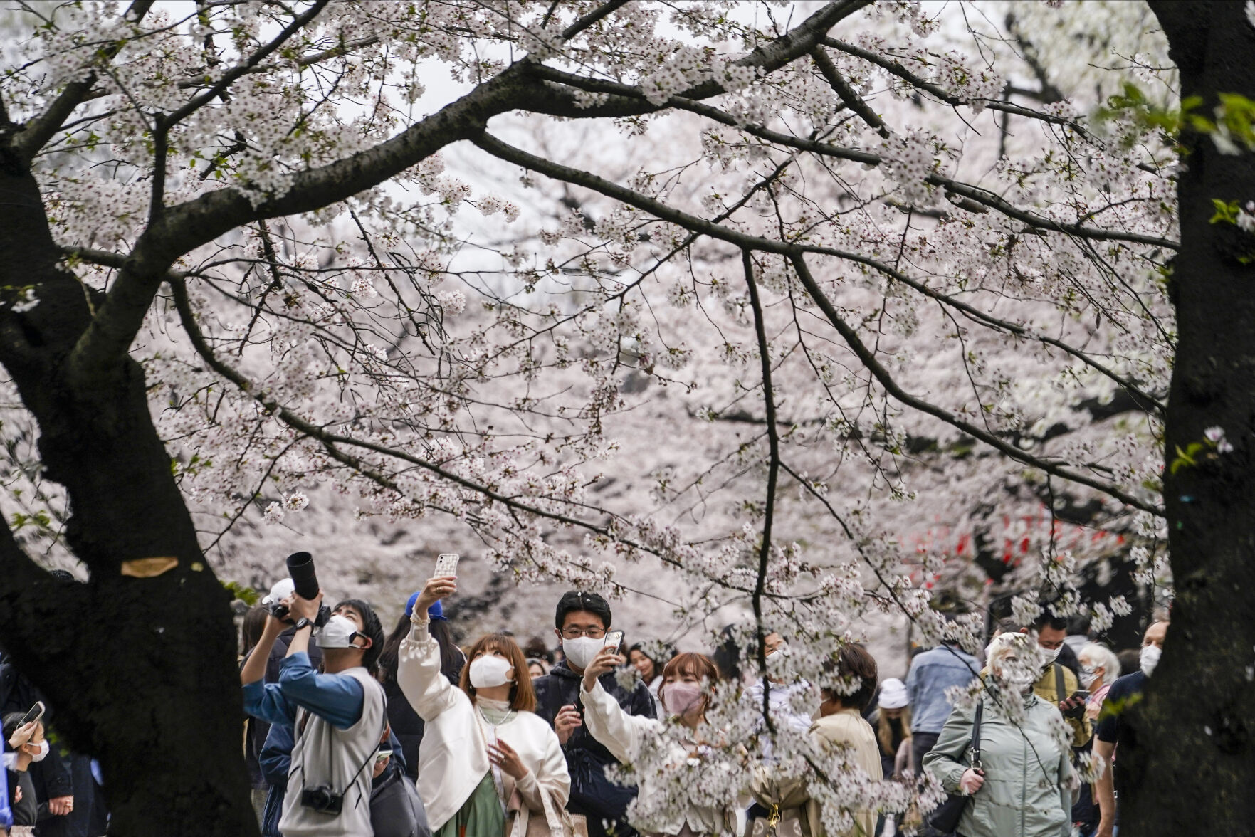 Climate Crisis Is Putting Japan'S Cherry Blossoms First 10 Japan Cherry Blossom Photo Gallery